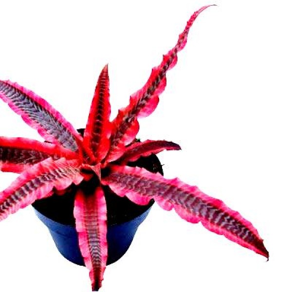 Cryptanthus Bromiliad- Cryptanthus long, Earth Star Plant