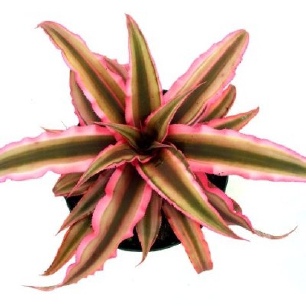 Cryptanthus Mini Pink - Pink Star, Earth Star Plant