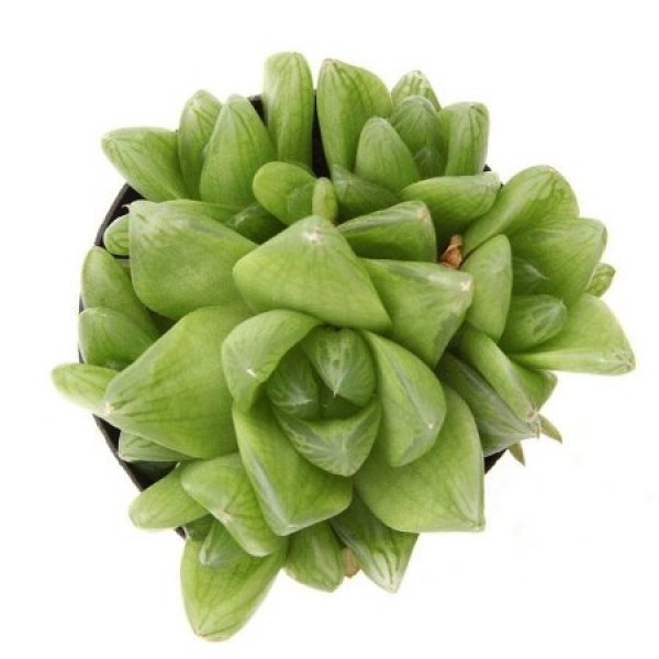 Haworthia Cuspidata - Star Haworthia, Green Rose