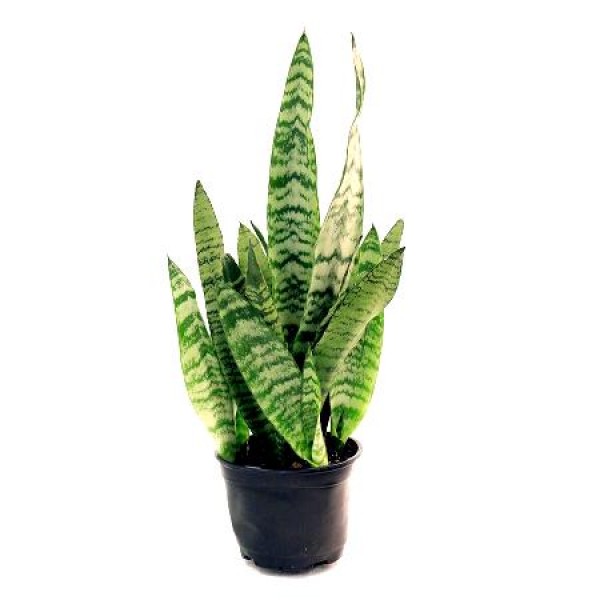 Sansevieria Green, Snake Plant - Mother in Law Tongue Plant