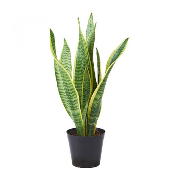 Sansevieria Golden, Snake Plant - Mother in Law Tongue Plant