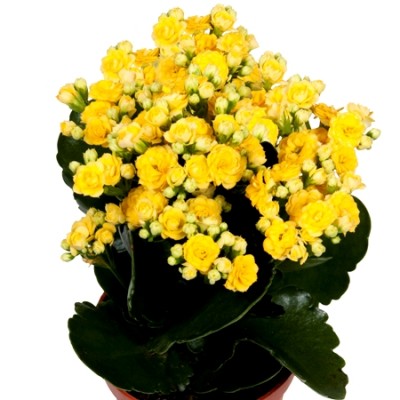 Calanchchu Yellow Double - Kalanchoe Plant