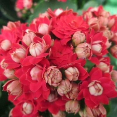 Calanchchu Red Double - Kalanchoe Plant