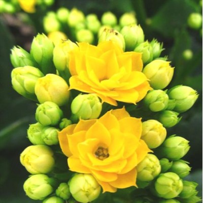 Calanchchu Yellow Double - Kalanchoe Plant