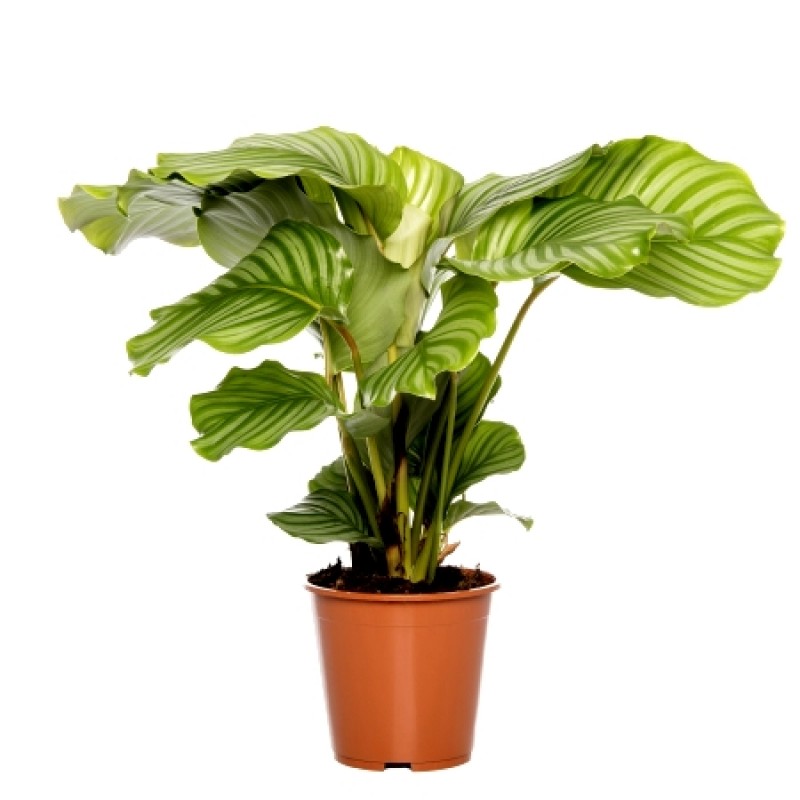 Calathea Orbifolia Calathea Orbifolia Live Plant in a 4 Inch Pot Beautiful Easy to Grow Air Purifying Indoor Plant 