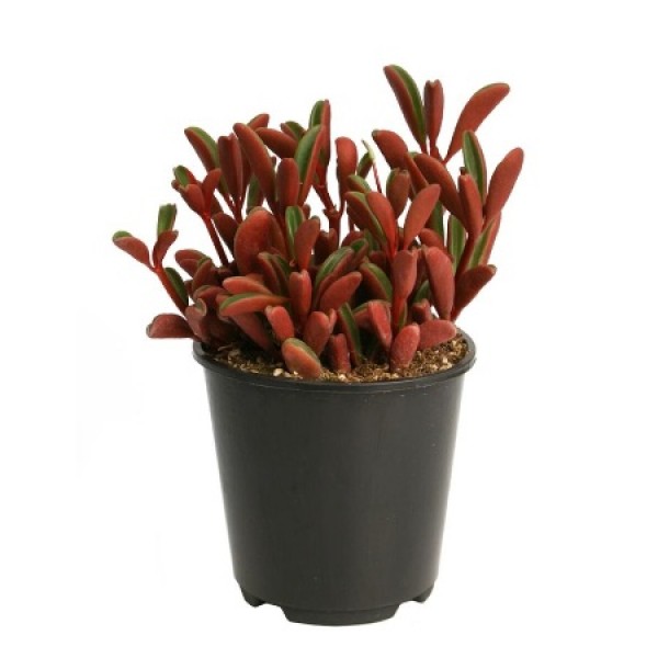 Peperomia Graveolens Plant