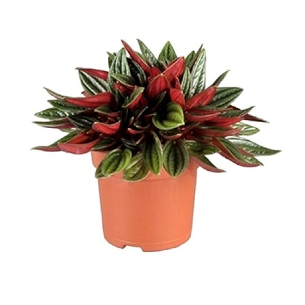 Peperomia Rosso Plant