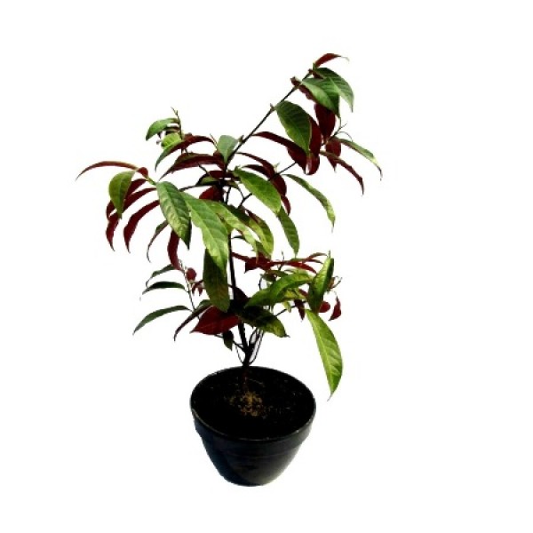 Excoecaria Bicolor - Laila Majnu Plant