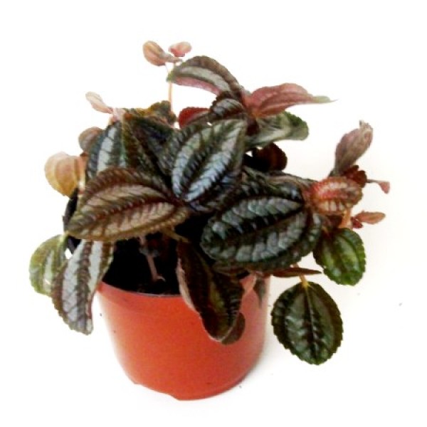 Pilea Red Mix