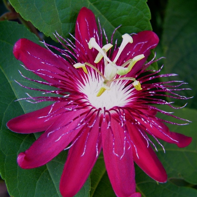 Passiflora Kermesina Plant - Passion Flower, Krishnakamal, Passiflora pink
