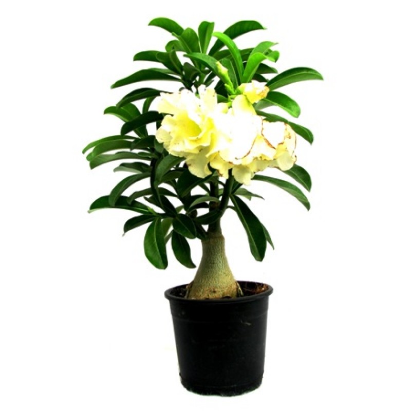 Buy Adenium Yellow Double Flower plant online India at ...