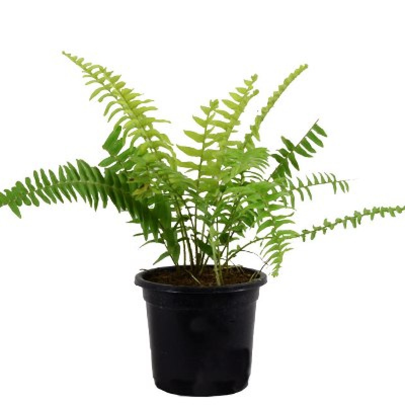 Buy Fern Green Fern Small Plant online at cheap price on