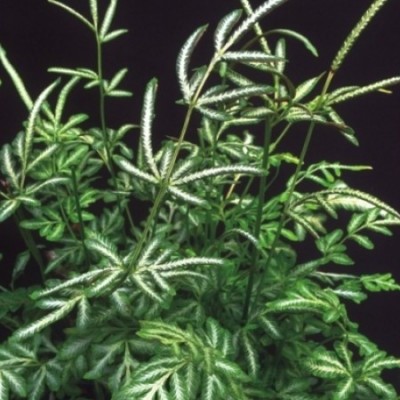 Silver Fern - Fern Variegated Plant
