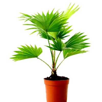 Table Palm (Umbrella palm) Plant