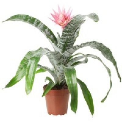 Bromiliad Pink Plant