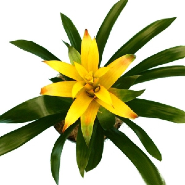 Guzmania Yellow Plant - Bromiliad