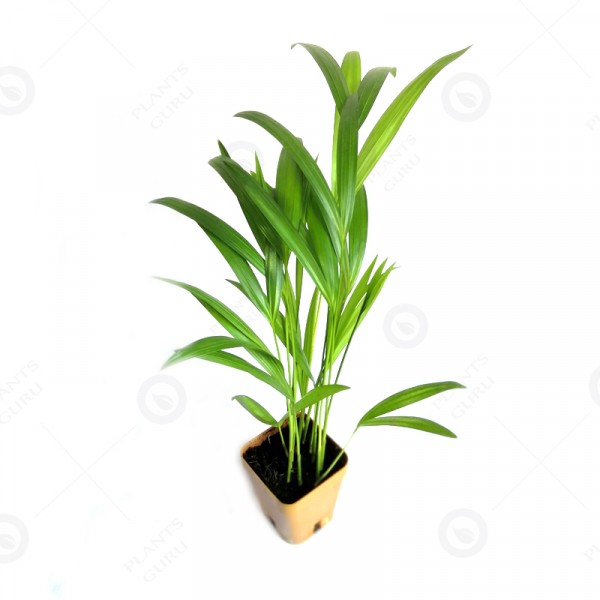 Areca Palm (small) Indoor Air Purify Plant