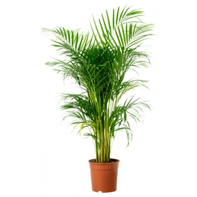 Areca Palm live Indoor Air Purify House Plant 