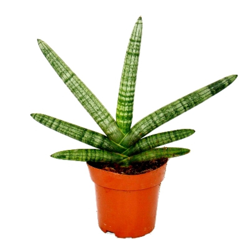 Sansevieria cylindrica boncel (snake plant) buy online at ...