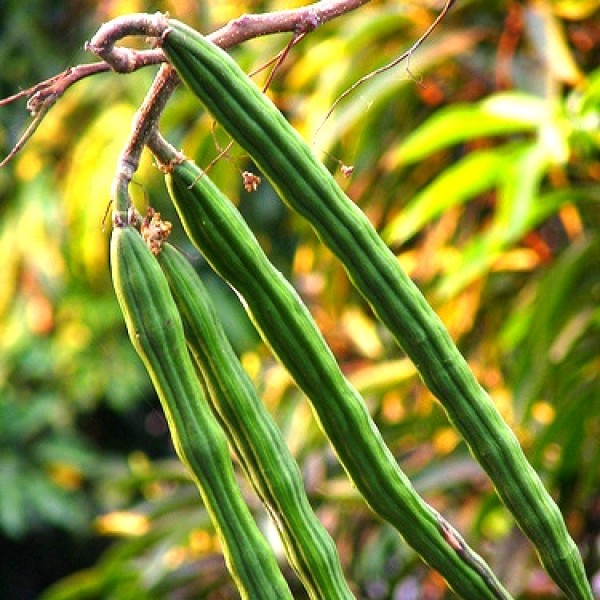 Sunrise Drumstick - Moringa Oleifera Seeds