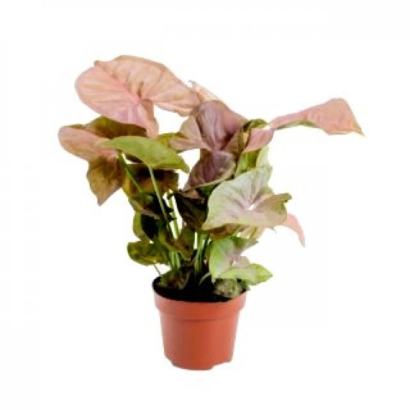 syngonium pink plant arrowhead vine indoor podophyllum plantsguru zoom click