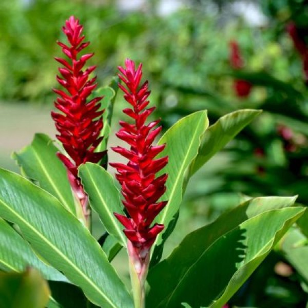 Buy Alpinia Purpurata (Red Ginger) plant online at