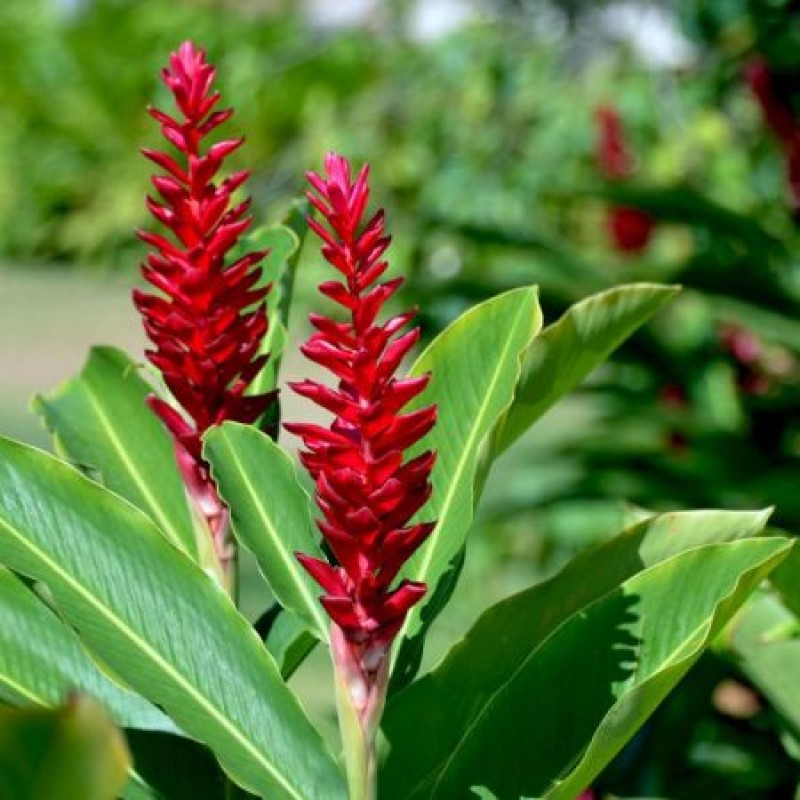 Buy Alpinia Purpurata Red Ginger Plant Online At Plantsguru Com