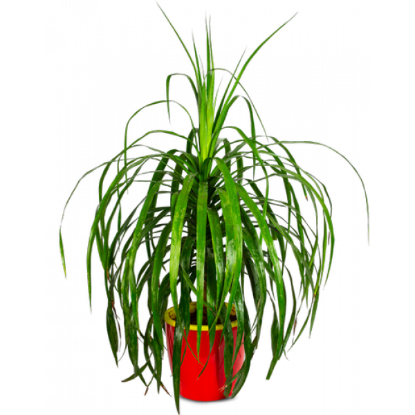 Dracaena Draco Plant