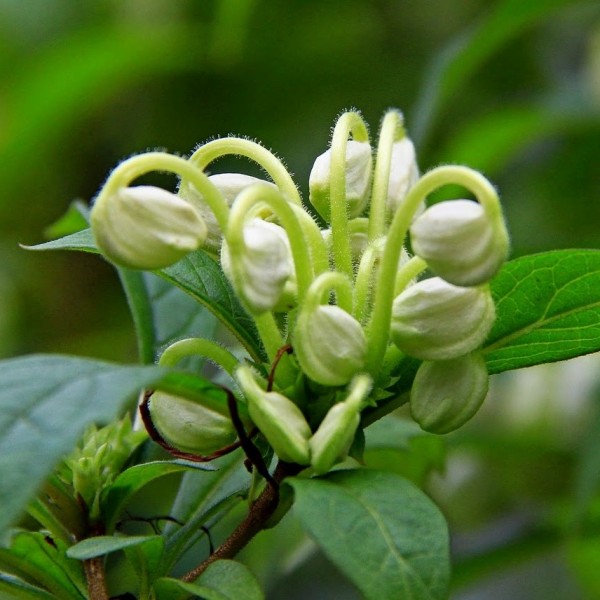 Clerodendrum incisum - Clerodendrum macrosiphon, Rotheca Incisa, Rotheca incisafolia, Musical Note Plant