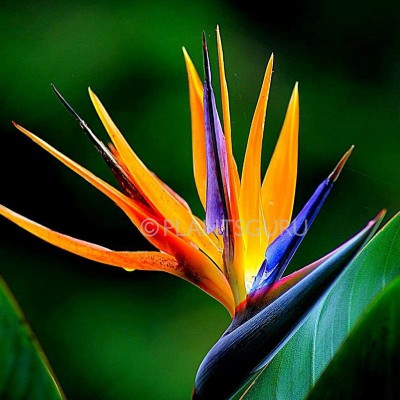 Bird of Paradise Plant, Crane Flower, Strelitzia Reginae