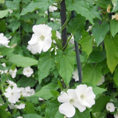 Thunbergia Alata White Creeper Plant
