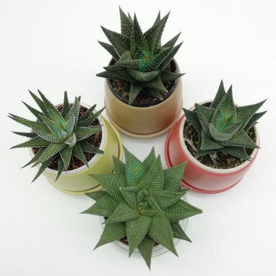 Haworthia Plant (Pack of 4) in Round Ceramic Planters