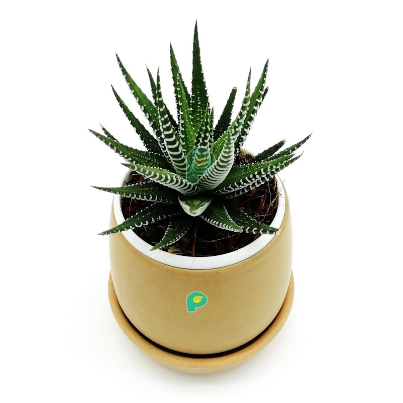 Buy Haworthia Zebra in Brown Ceramic Pot online at plantsguru.com