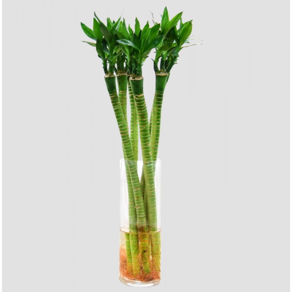 Lucky Bamboo Lotus (Tiger) Sticks (3 Stick, 30cm)