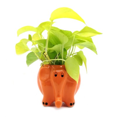 Money Plant in Orange Elephant Ceramic Pot