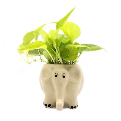 Money Plant in Creamy Elephant Ceramic Pot