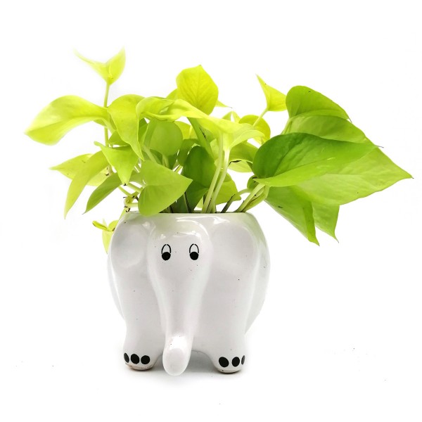 Money Plant in White Elephant Ceramic Pot