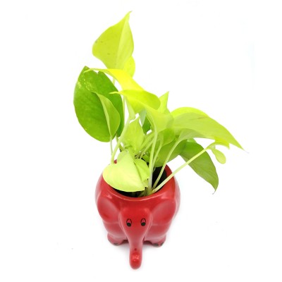 Money Plant in Red Elephant Ceramic Pot