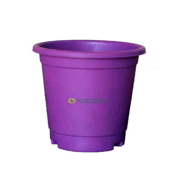 Blossom Pot Violet 6 inch with Plate (Pack of 3)