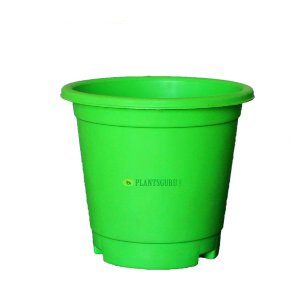 Blossom Pot Green 6 inch with Plate (Pack of 3)