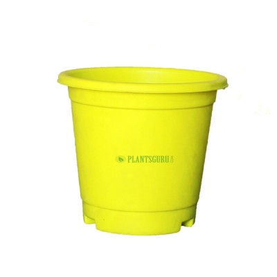 Blossom Pot Yellow 6 inch with Plate (Pack of 3)