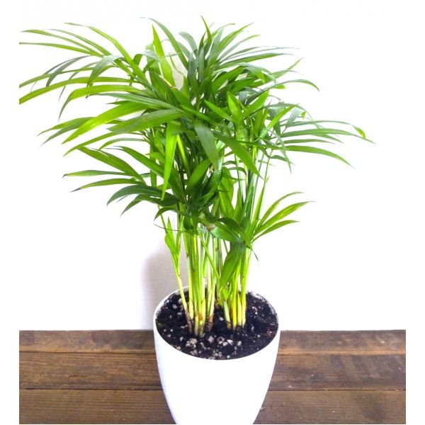 Areca Palm Indoor Plant (pot included: white color)