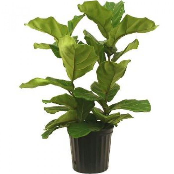 Ficus Lyrata - Fiddle Leaf Plant