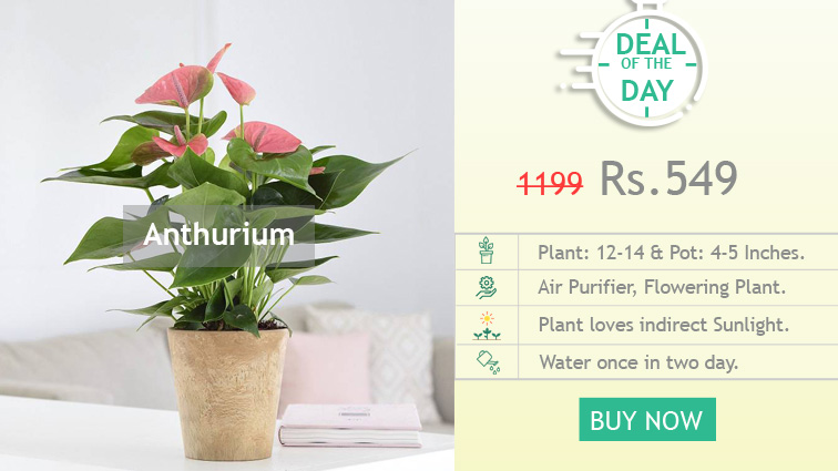 Buy Plants Online India, Live Natural Plant Nursery: plantsguru.com ...