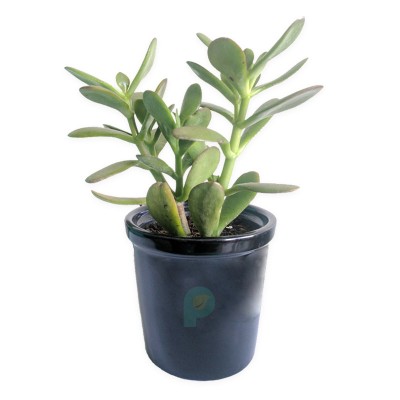 Crassula Ovata (jade) good luck House plant with gray ceramic pot