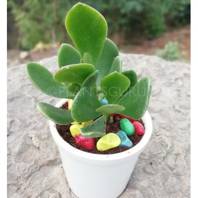 Crassula Ovata (jade) good luck House plant with ceramic pot