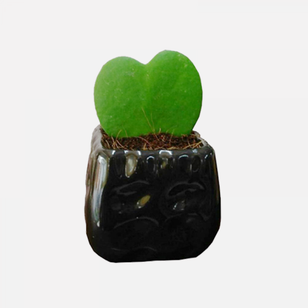 Hoya Kerrii (Green) - Heart Shape, Valentine Hoya, Lucky Heart Succulent Plant 