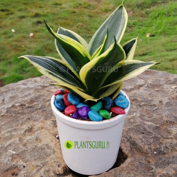 Sansevieria trifasciata "Jade Dwarf Marginated" Snake Plant with Ceramic Pot