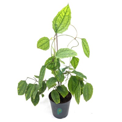 Thunbergia Coccinea - Scarlet Clock Vine Plant