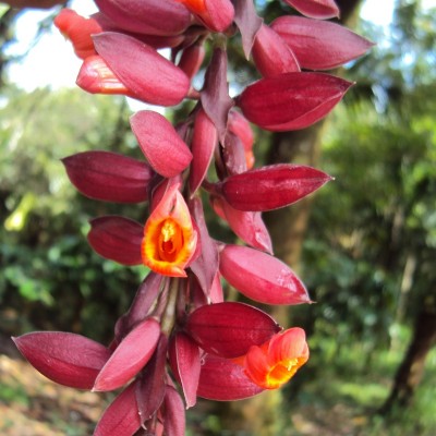 Thunbergia Coccinea - Scarlet Clock Vine Plant